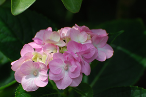 牛窓福岡屋旅館の紫陽花