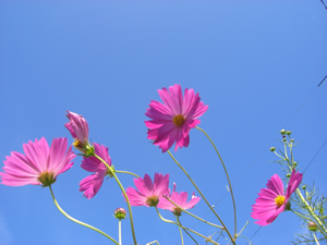 牛窓福岡屋花壇