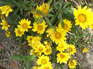 gazania.jpg