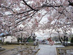 牛窓の桜